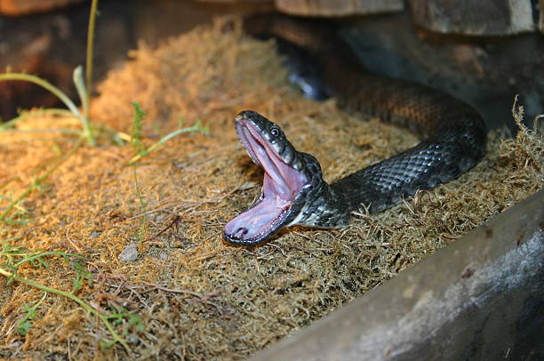 sleepy Serpent - Photo