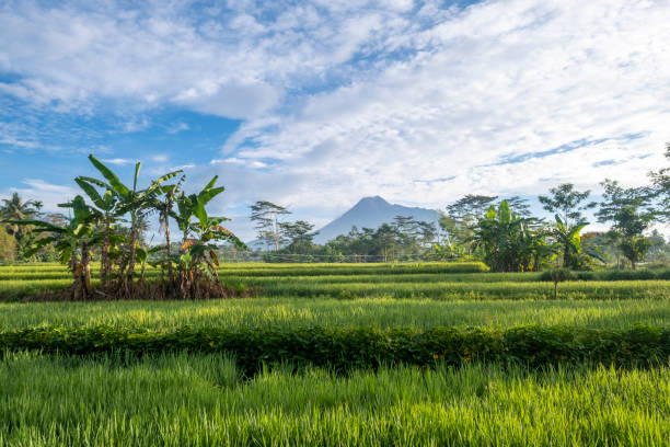 reisfeld und der merapi - mt merapi stock-fotos und bilder