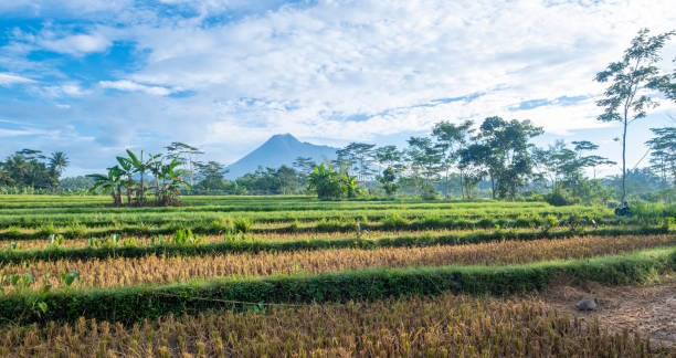 reisfeld und der merapi - mt merapi stock-fotos und bilder