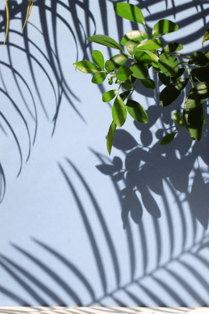 istock Tropical palm tree leaf shadow, green fresh twig, blue wall background 1392541146
