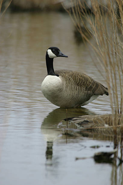 Canadian Goose stock photo