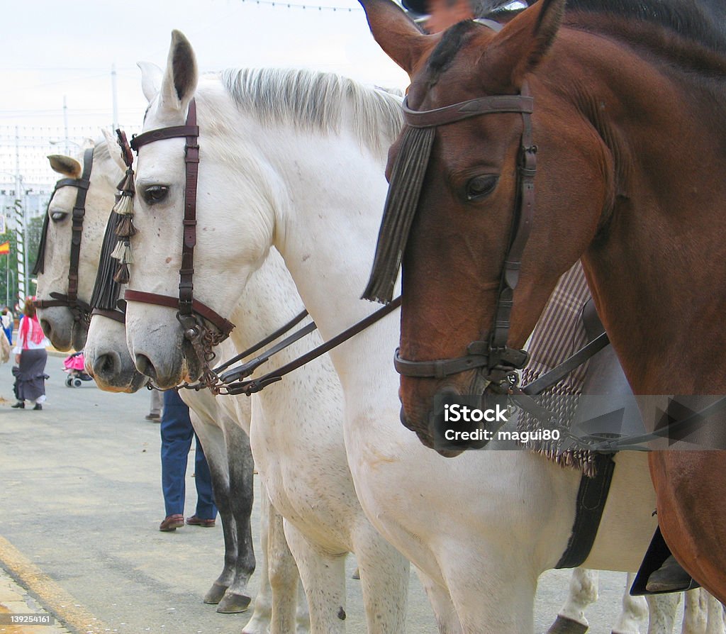 Os cavalos - Royalty-free Andaluzia Foto de stock