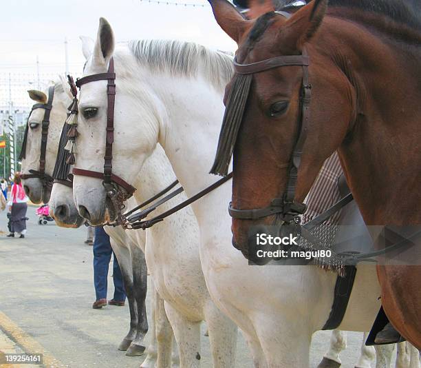Os Cavalos - Fotografias de stock e mais imagens de Andaluzia - Andaluzia, Arnês de segurança, Arreio