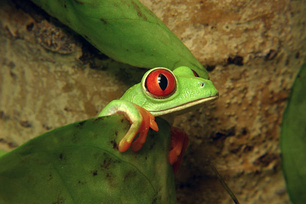 Red Eye treefrog stock photo