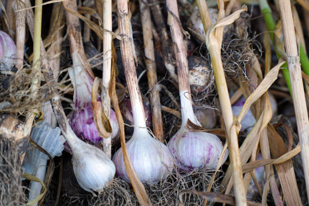 istock Unearthed garlic heads in garden 1392542952