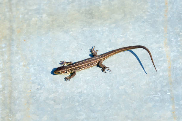 istock Gray lizard basks in the sun on a sheet of iron 1392542954