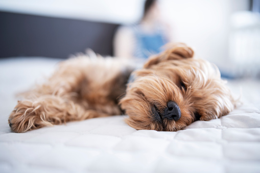 Close up of cute dog taking a nap.