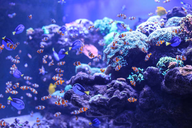 istock Orange clown coral fish on a blue background. 1392543513