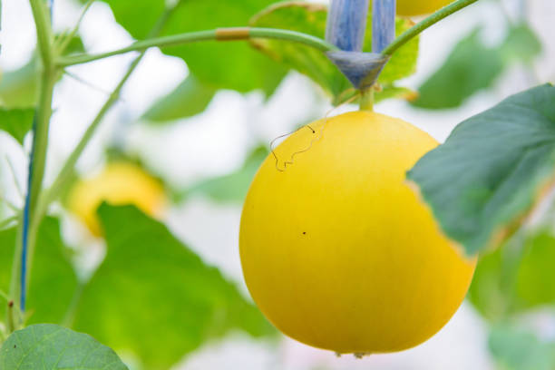 istock Fresh golden melon in farm 1392544038