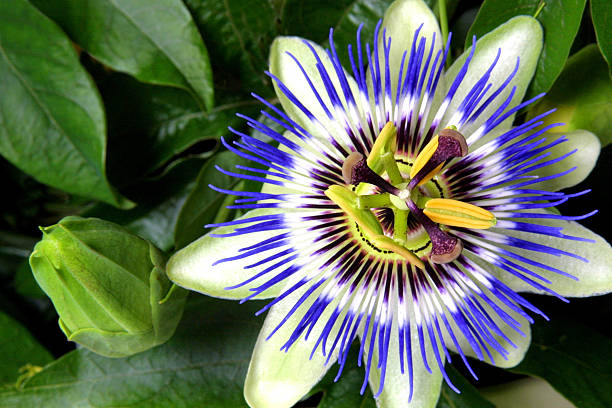 istock Exotic flower -  the passion flower 139254481