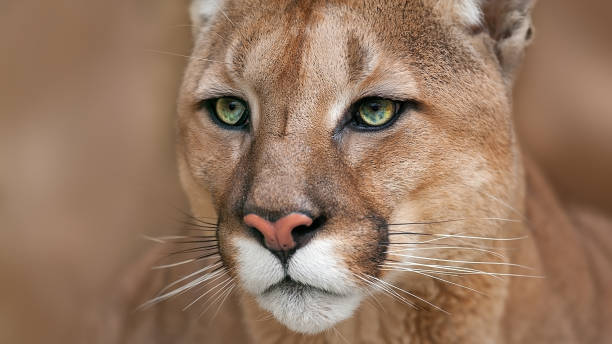 cougar-porträt hautnah - puma raubkatze stock-fotos und bilder