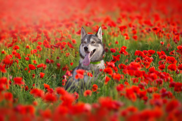 istock Husky in poppy field 1392545025