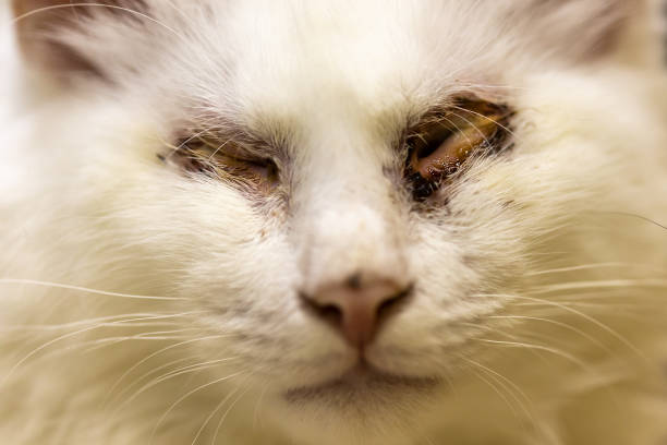 istock white sick cat without eyes. injured animal 1392545088