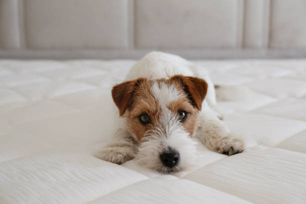 istock Dog on the bed. 1392545194