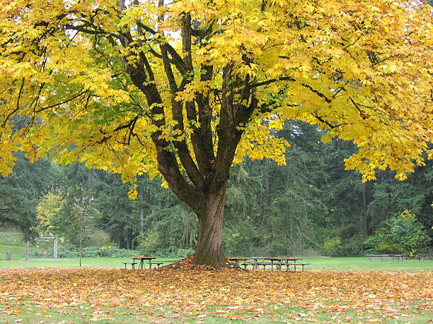Lances amarelado árvore com folhas no parque. - foto de acervo
