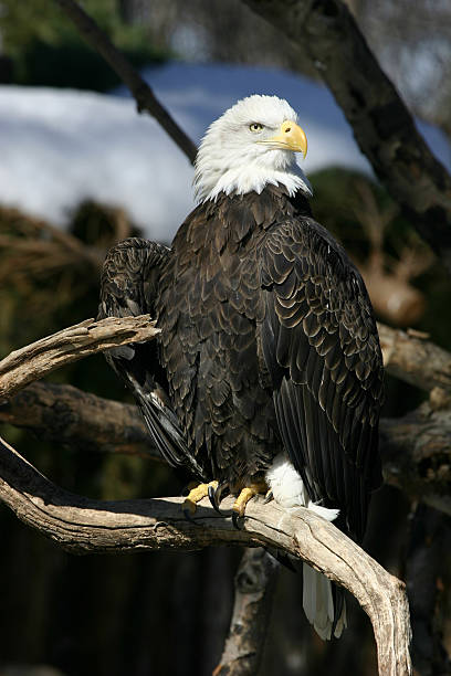 Bald Eagle Perching stock photo