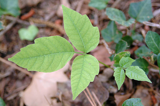 Poison Ivy (Toxicodendron radicans) This is poison ivy.  Dont touch. sumac stock pictures, royalty-free photos & images