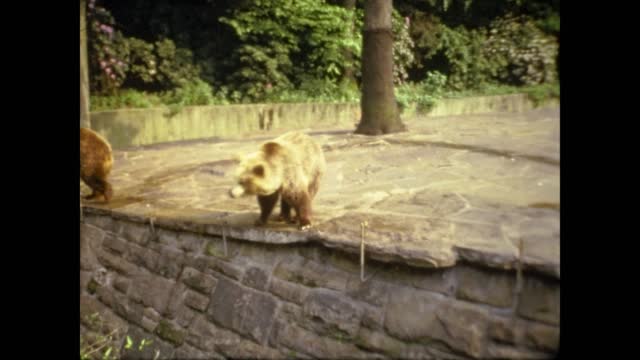 Netherlands 1969, Brown bear at the zoo