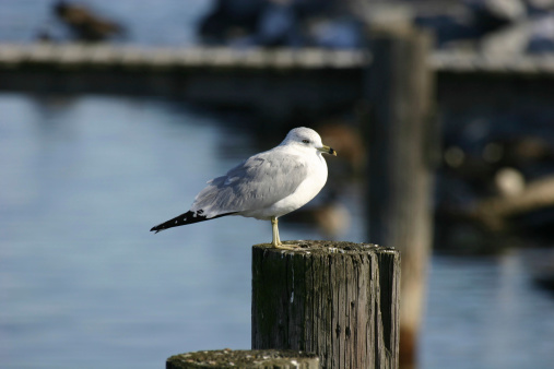 seagull resting on a post.Shot was taken at a lake in winter.