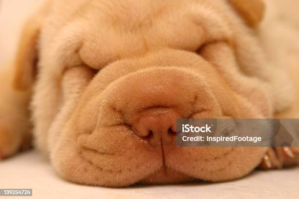 Gorgeous Or Ugly Stock Photo - Download Image Now - Animal, Animal Body Part, Animal Head