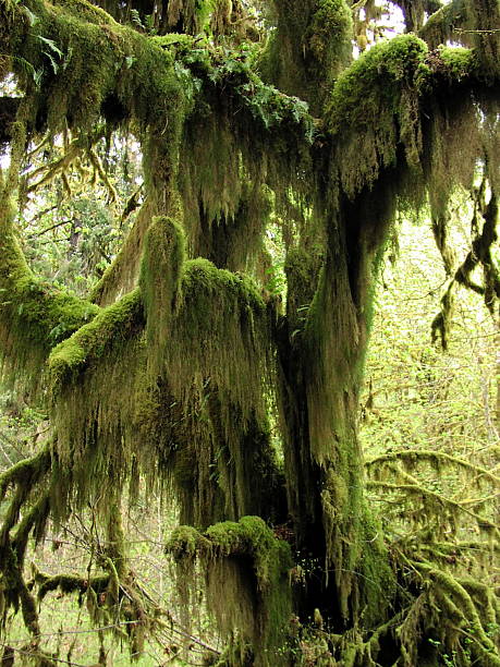 Moss coberta árvore - foto de acervo