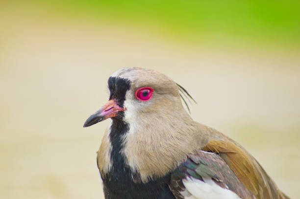 Lapwing bird in close up