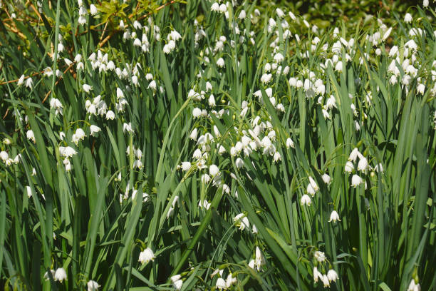 istock Close-up image of Summer snowflake flowers 1392548646