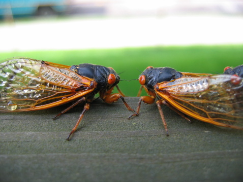 2 cicada's meeting on a wooden railing - very detailed
