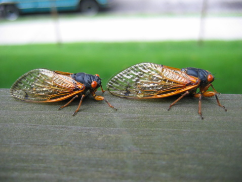 2 cicadas walking on the porch railing - very detailed