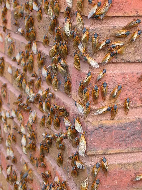 Wall covered with cicadas