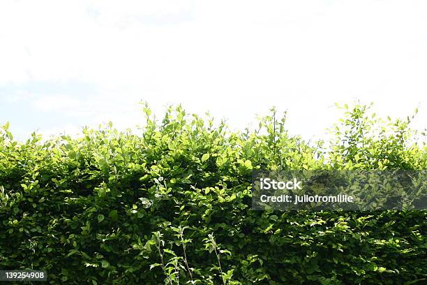 Foto de Isolado Verde Bush e mais fotos de stock de Arbusto - Arbusto, Cerca, Figura para recortar