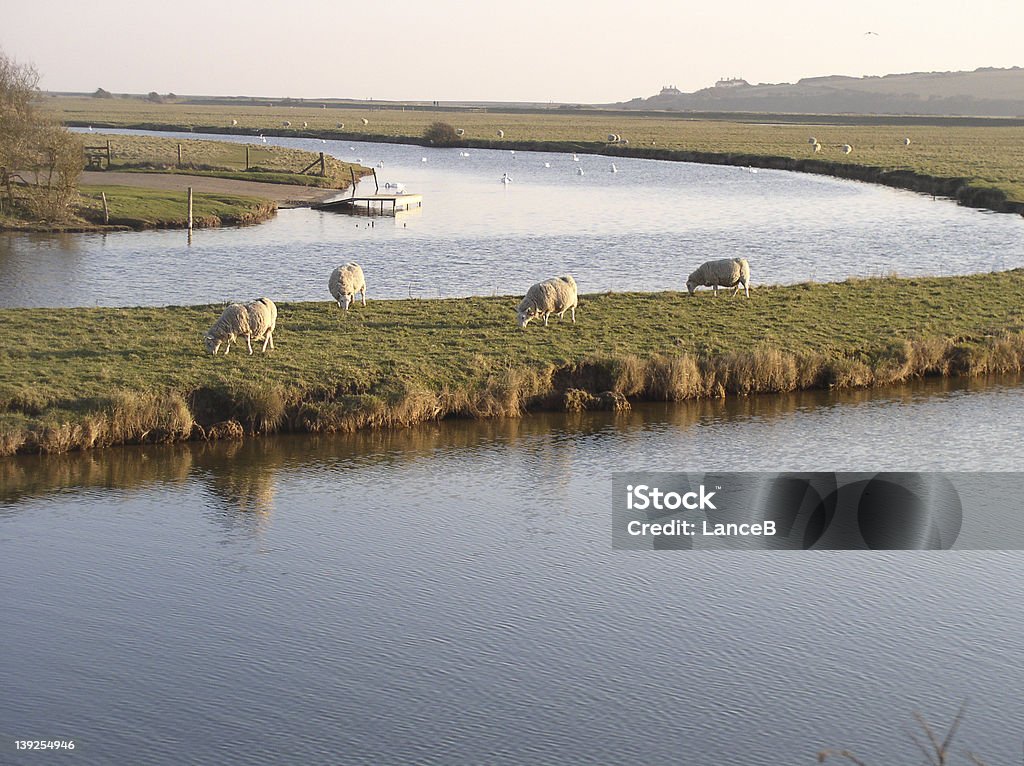 Bend in the river Rural scene with sheep grazing by river's edge Cuckmere River Stock Photo