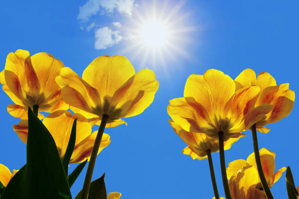 Yellow tulips on blue sky lit by bright sun.