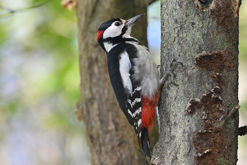 male Great spotted woodpecker (Dendrocopos major)