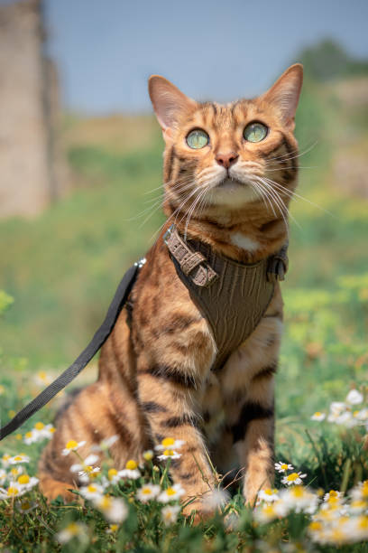 istock Bengal cat in a brown leather harness in a meadow. 1392550170