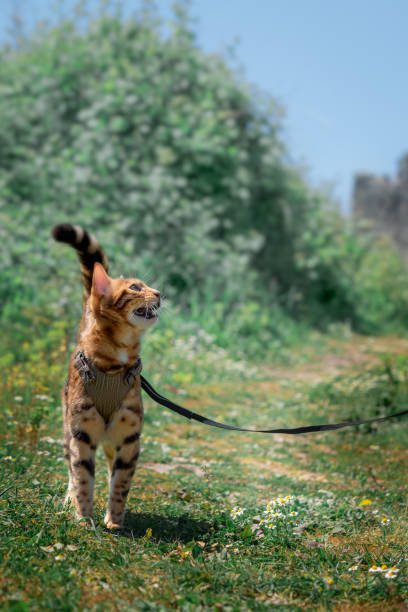 istock Bengal cat in a leather harness meows. 1392550177