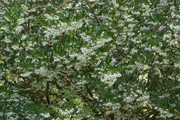 Japanese snowbell (Styrax japonicus)