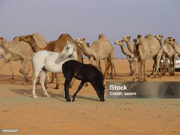 Cavallo Camels - Fotografie stock e altre immagini di Ambientazione esterna - Ambientazione esterna, Animale, Arabesco - Stili