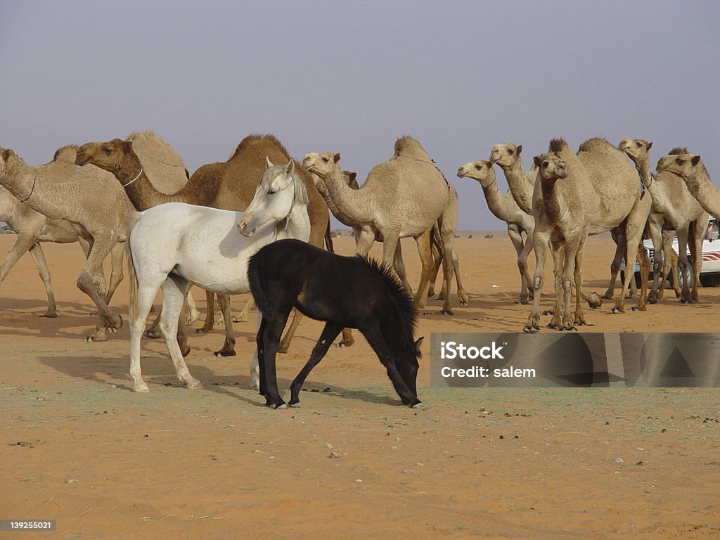 Cavalo & camelos - Foto de stock de Animal royalty-free