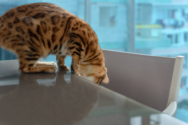 istock The cat looks under the table with curiosity. 1392550232