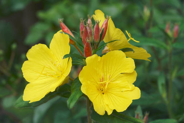 Close-up image of Common Evening primrose flowers stock photo
