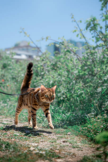 istock Red cat walks along the path on a leash. 1392550279