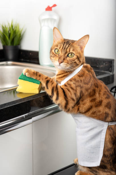 面白い飼い猫は彼の足でスポンジを持ち、皿を洗うつもりです。 - sustainable resources water conservation water faucet ストックフォトと画像