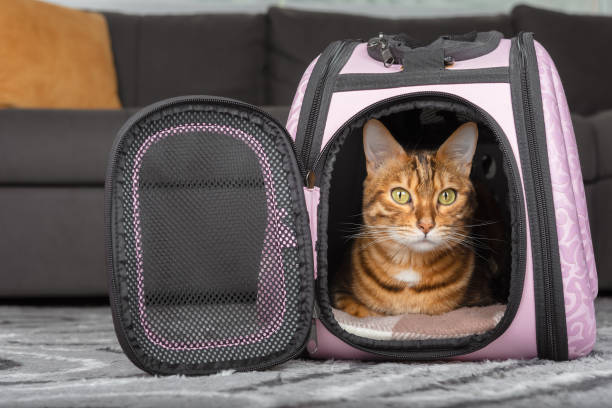 le chat sort du sac rose. - panier de voyage photos et images de collection