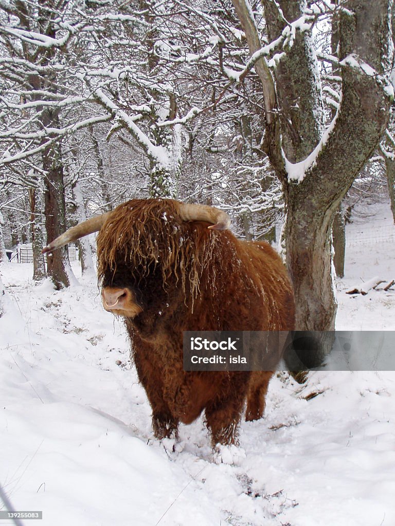 Vacca delle Highlands - Foto stock royalty-free di Ambientazione esterna