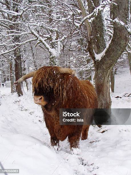 Vacca Delle Highlands - Fotografie stock e altre immagini di Ambientazione esterna - Ambientazione esterna, Animale, Animale selvatico