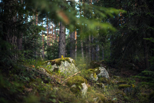 Abstract nature background. Big mossy stones in the pine tree woods.