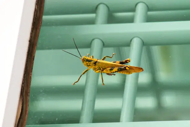 A yellow-black grasshopper found by the window