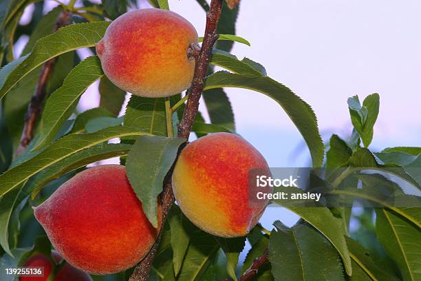 Maduro Georgia Duraznos Foto de stock y más banco de imágenes de Melocotón - Melocotón, Georgia - Estado de EEUU, Agricultura