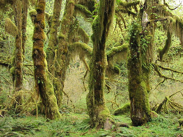 Rainforest-belas árvores cobertas por musgos - foto de acervo